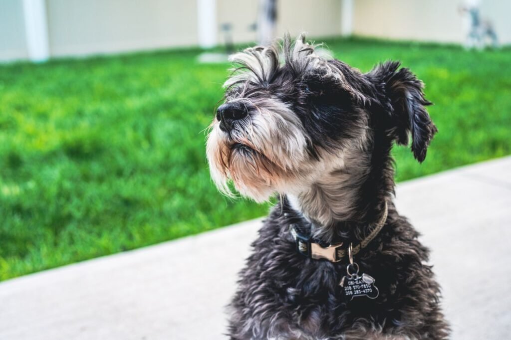 A cute Schnauzer puppy sitting outdoors on a vibrant green lawn with its collar on.