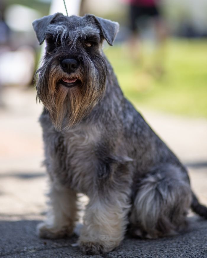 Schnauzer: Complete Guide for Schnauzer Owners