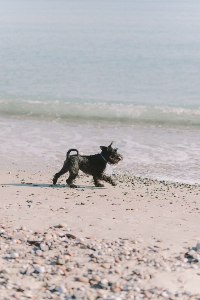 A lively Schnauzer dog running along the shoreline on a sandy beach with gentle waves.