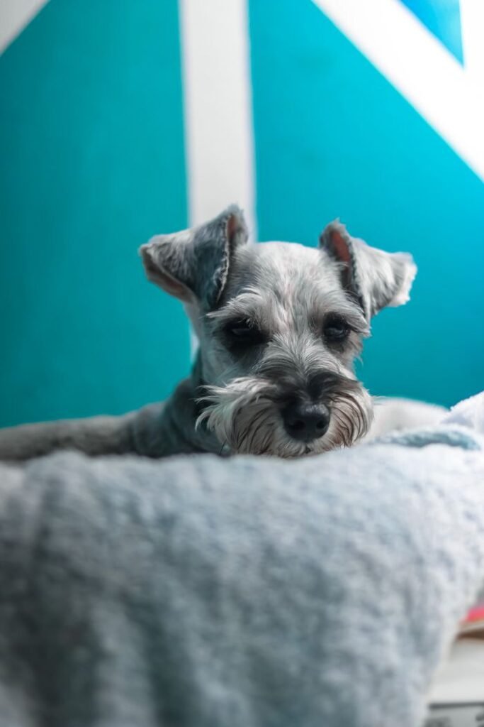 Adorable schnauzer dog resting indoors, showcasing its furry features in a vertical portrait.