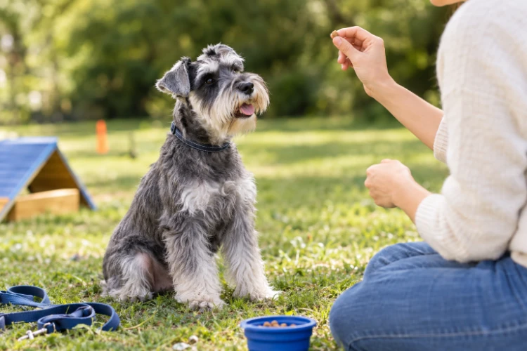 miniature schnauzer training tips